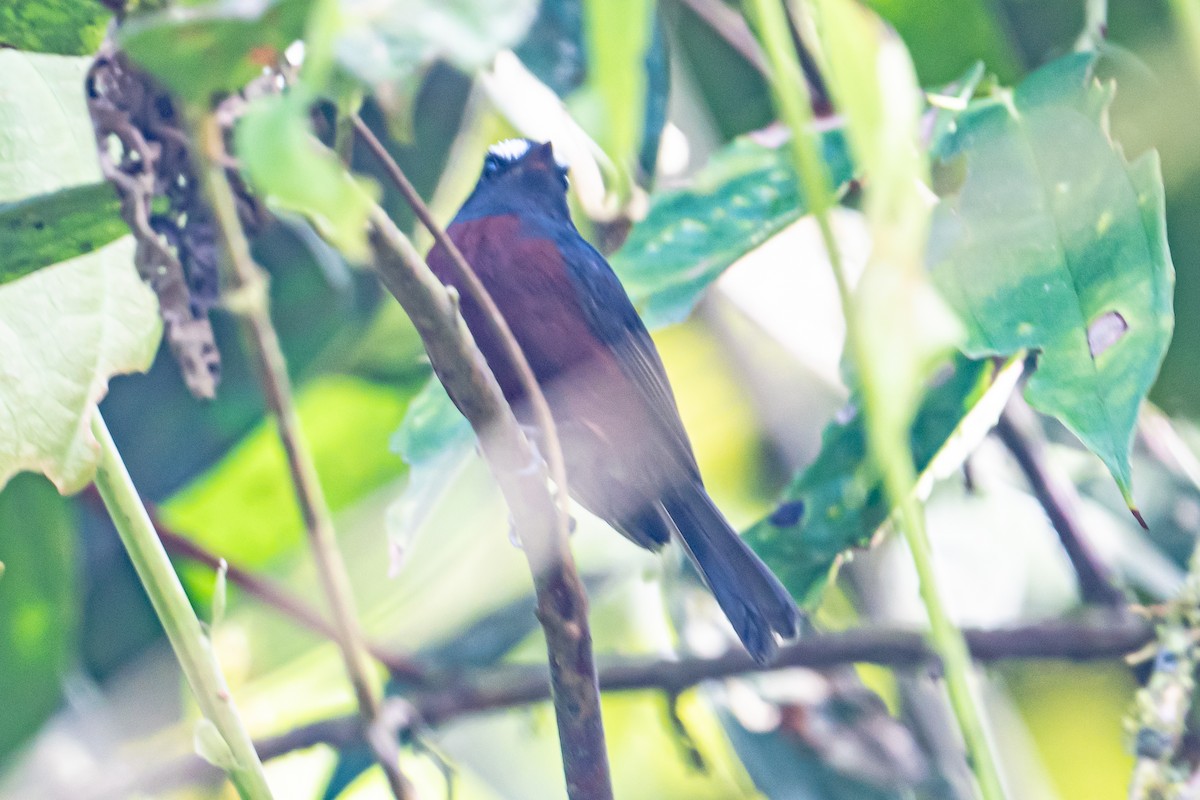 Пітайо темноспинний - ML644161799