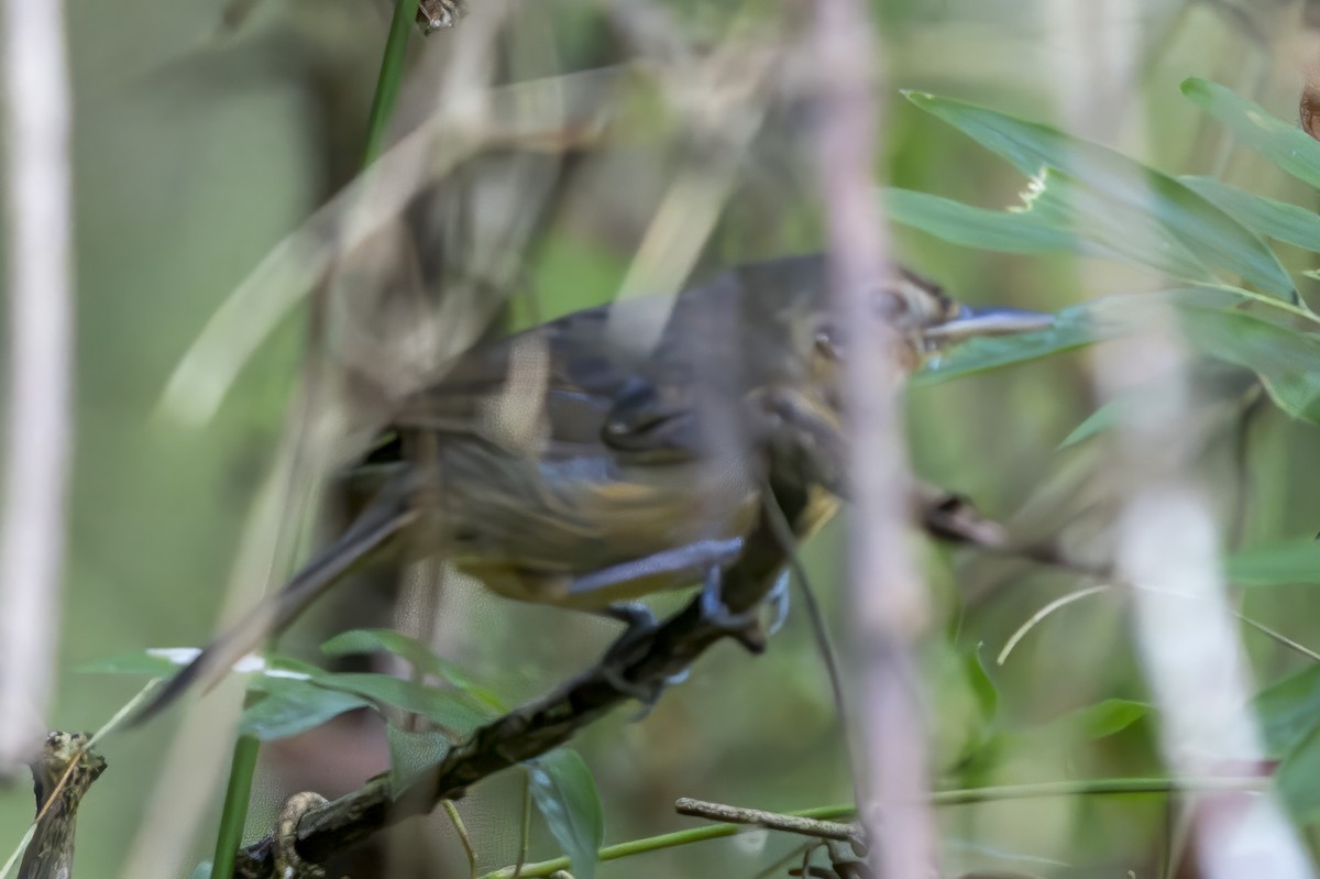 Grisin sombre - ML644161806