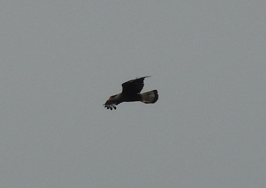 Crested Caracara - ML644161818