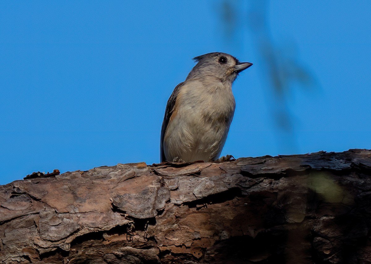 Mésange bicolore - ML644161829