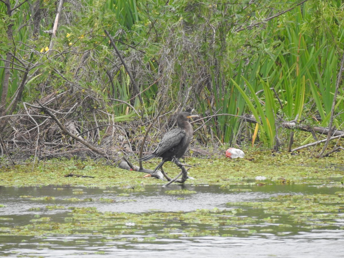 Neotropic Cormorant - ML644161831