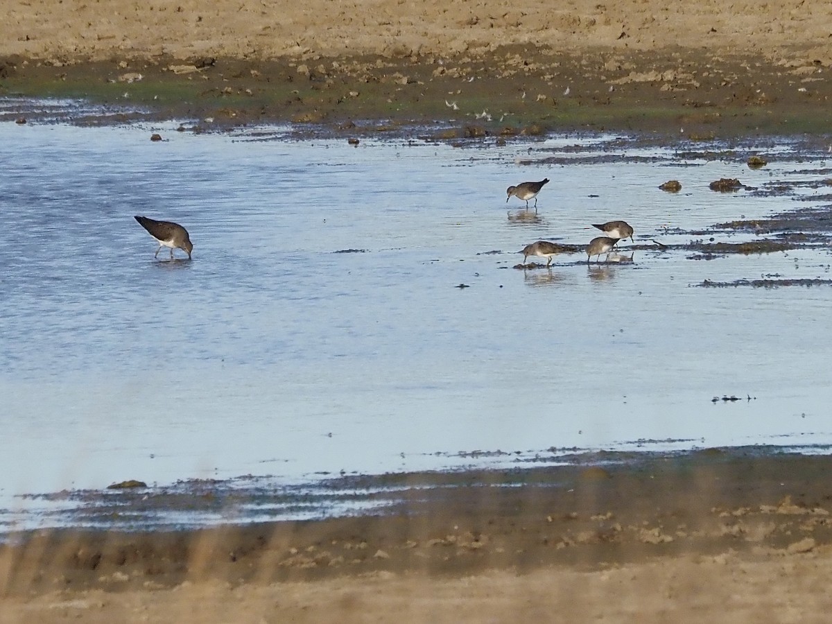 Bécasseau de Temminck - ML644161832