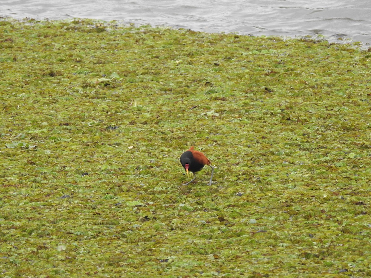 Wattled Jacana - ML644161836