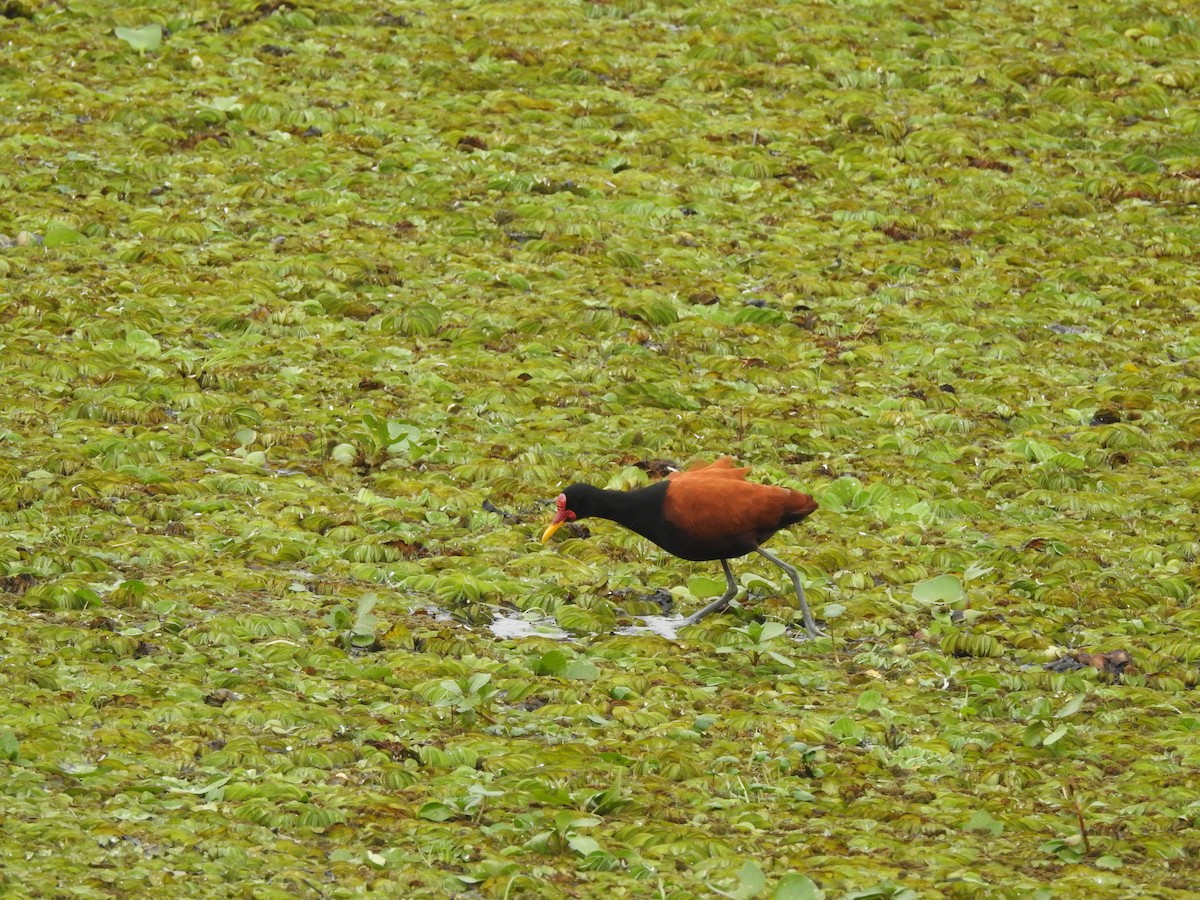 Wattled Jacana - ML644161837