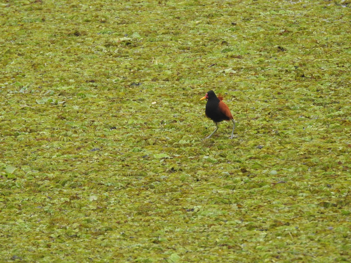 Wattled Jacana - ML644161838