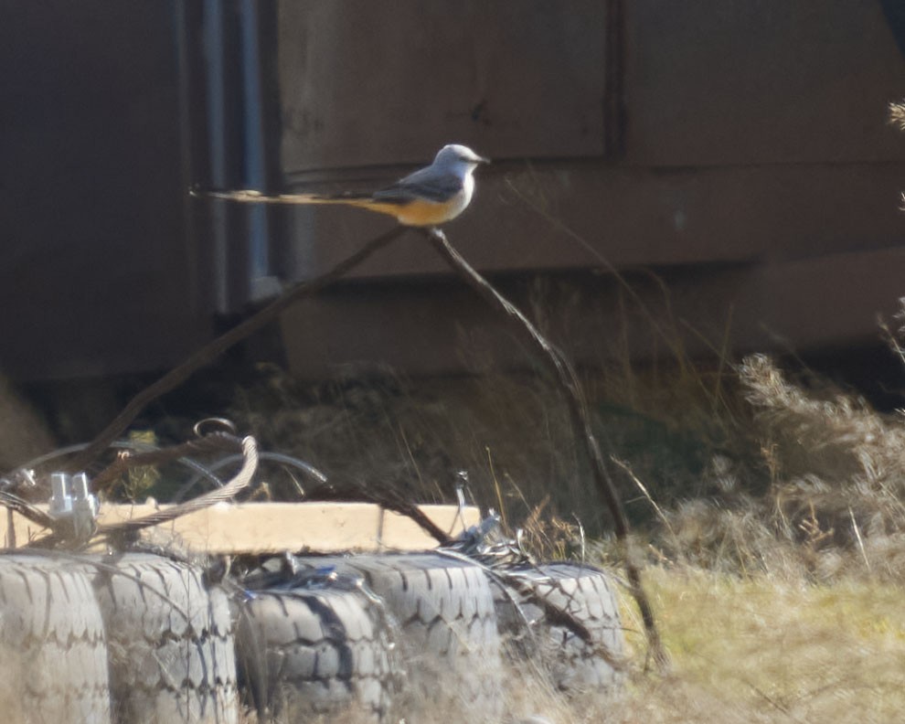 Тиран мексиканський - ML644161839