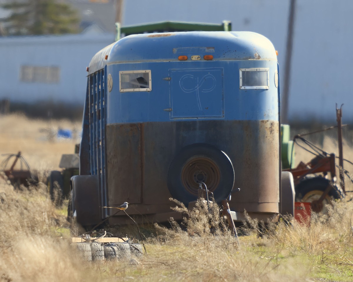 Тиран мексиканський - ML644161840