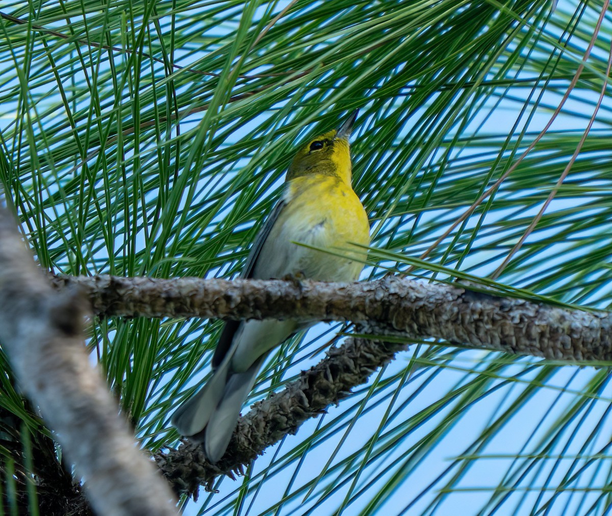 Pine Warbler - ML644161843