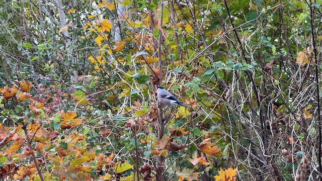 Ciuffolotto - ML644161844