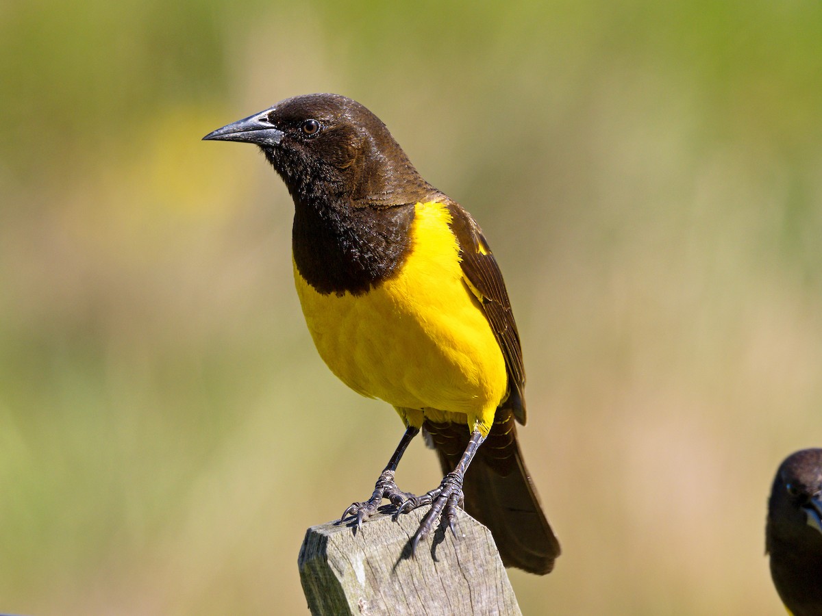 Yellow-rumped Marshbird - ML644161850