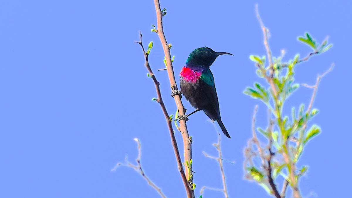 akasiesolfugl - ML644161854