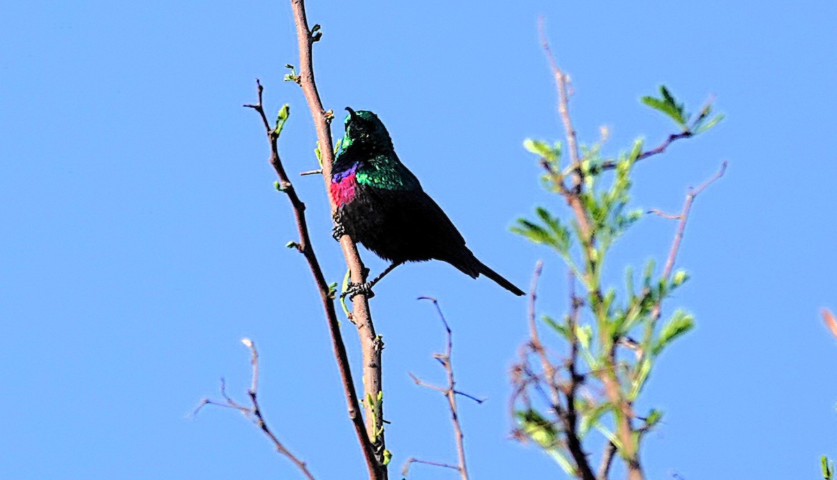 akasiesolfugl - ML644161855