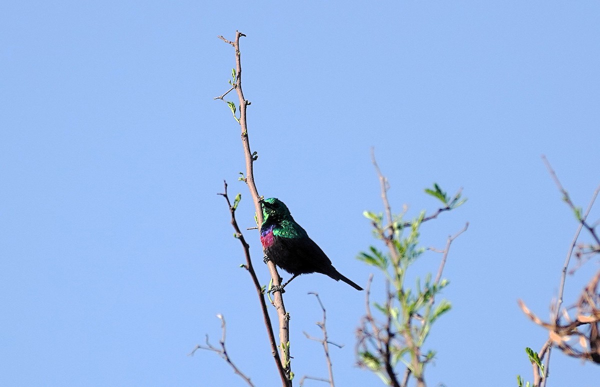 akasiesolfugl - ML644161856