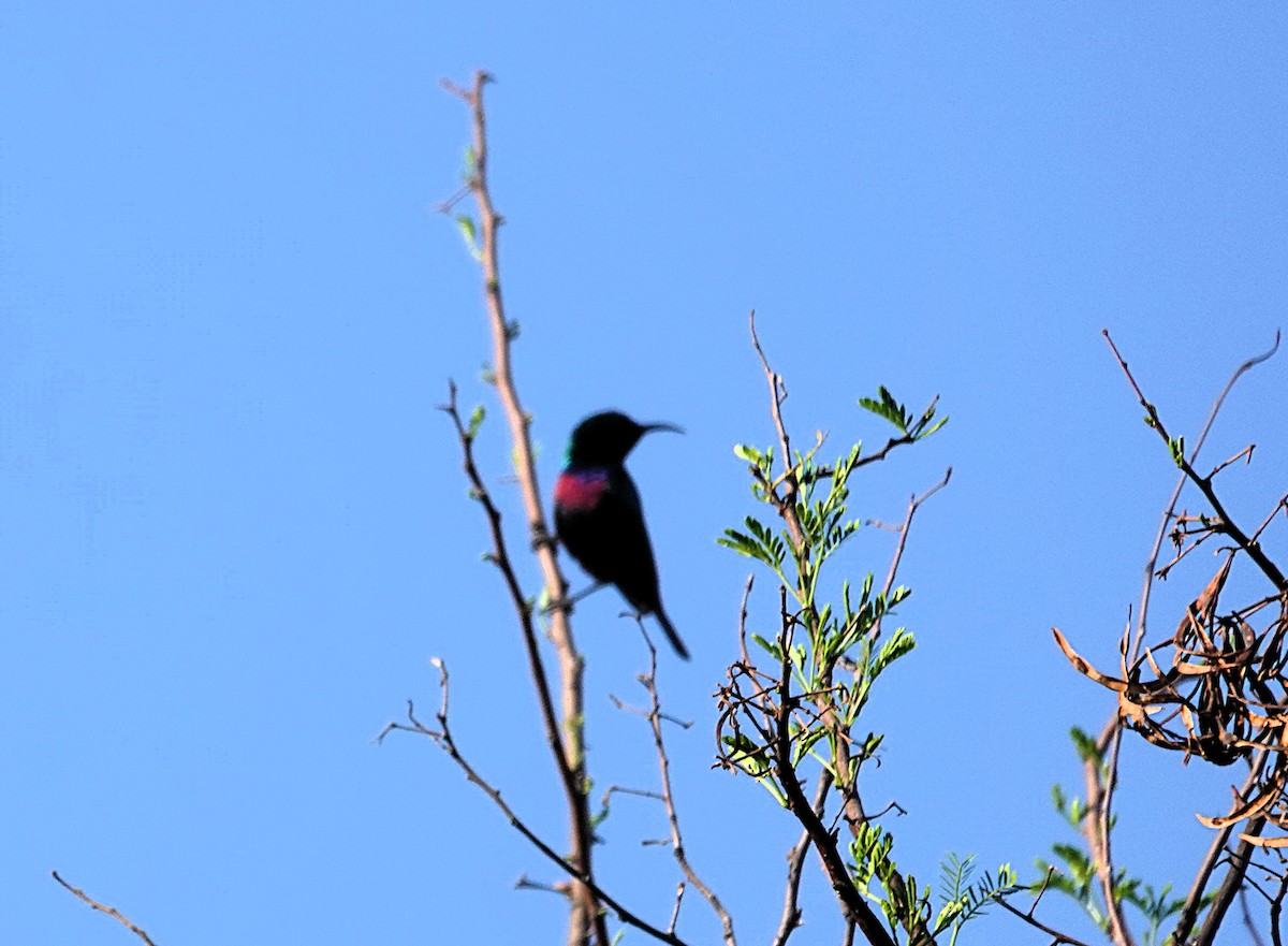 akasiesolfugl - ML644161857