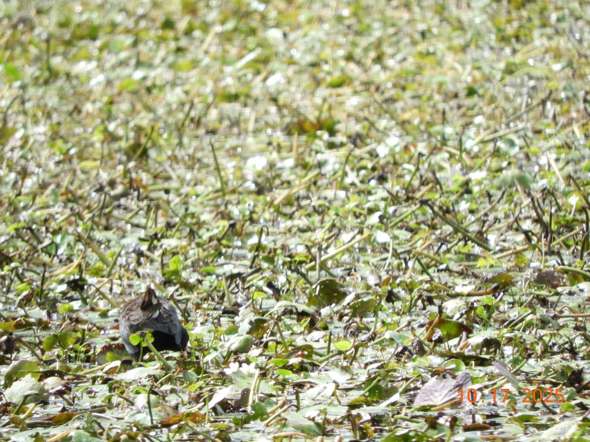 Uroilo urdin amerikarra - ML644161872