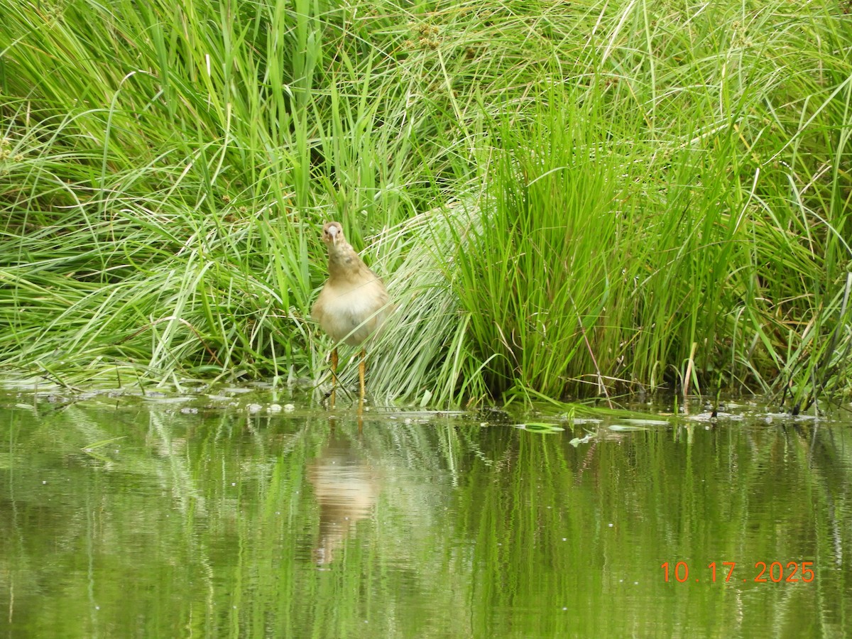 Uroilo urdin amerikarra - ML644161875