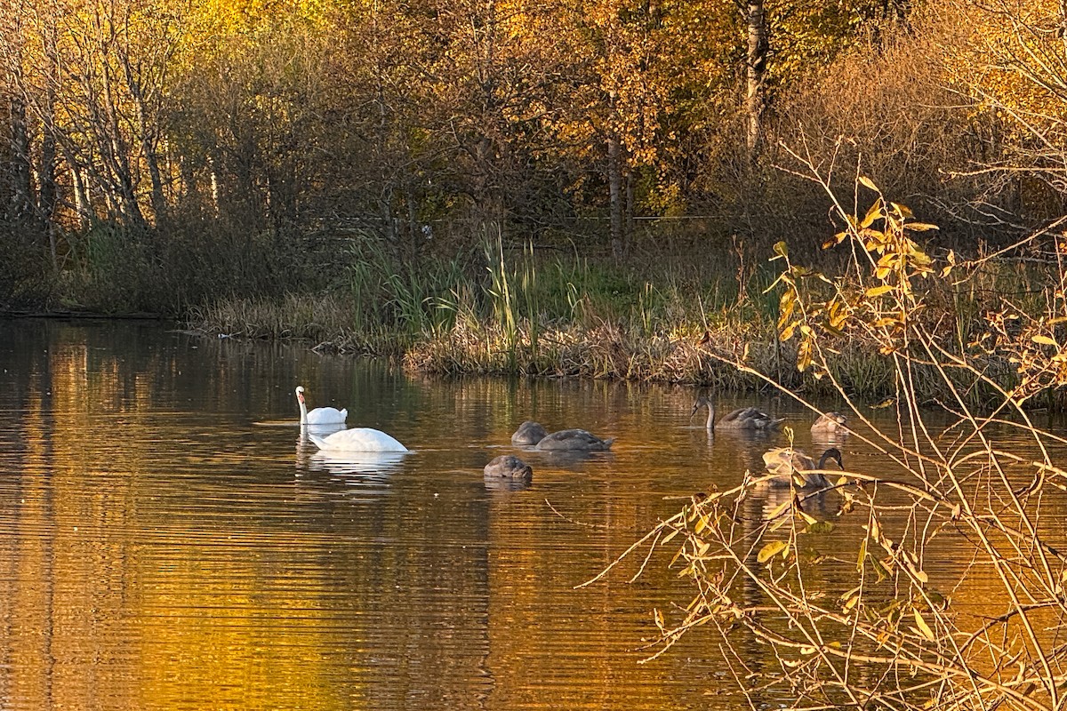 Cigno reale - ML644161885