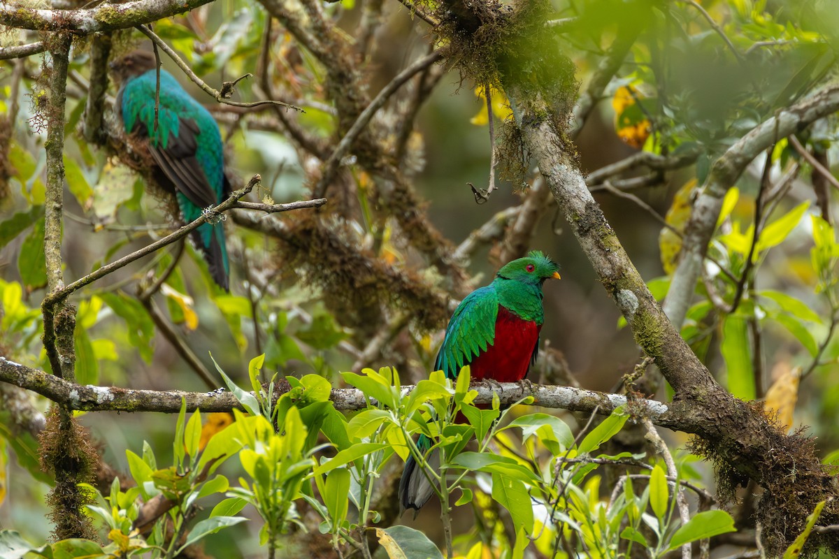 kvesal chocholkatý - ML644161892