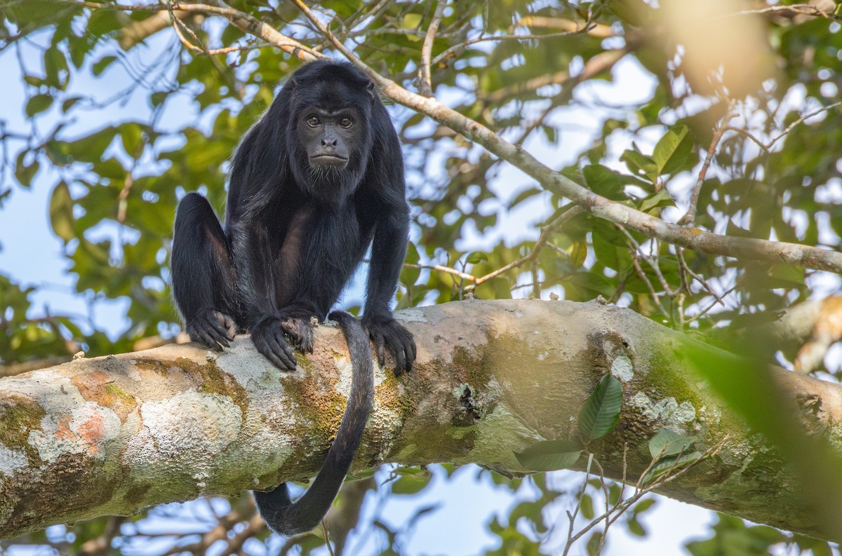 Amazon Black Howler Monkey - ML644161894
