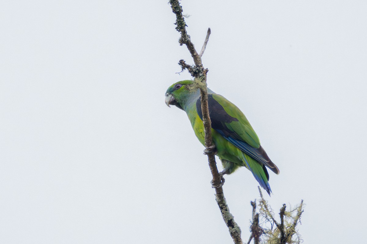 Black-winged Parrot - ML644161900
