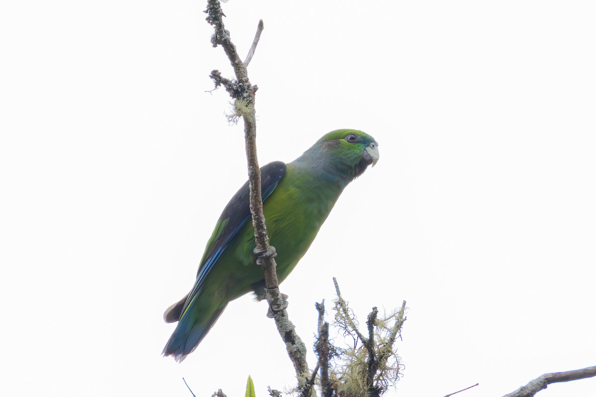 Black-winged Parrot - ML644161901