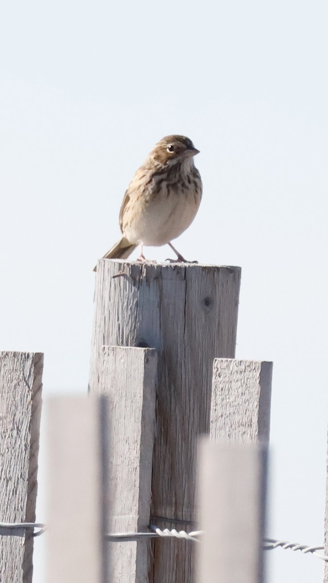 Vesper Sparrow - ML644161905
