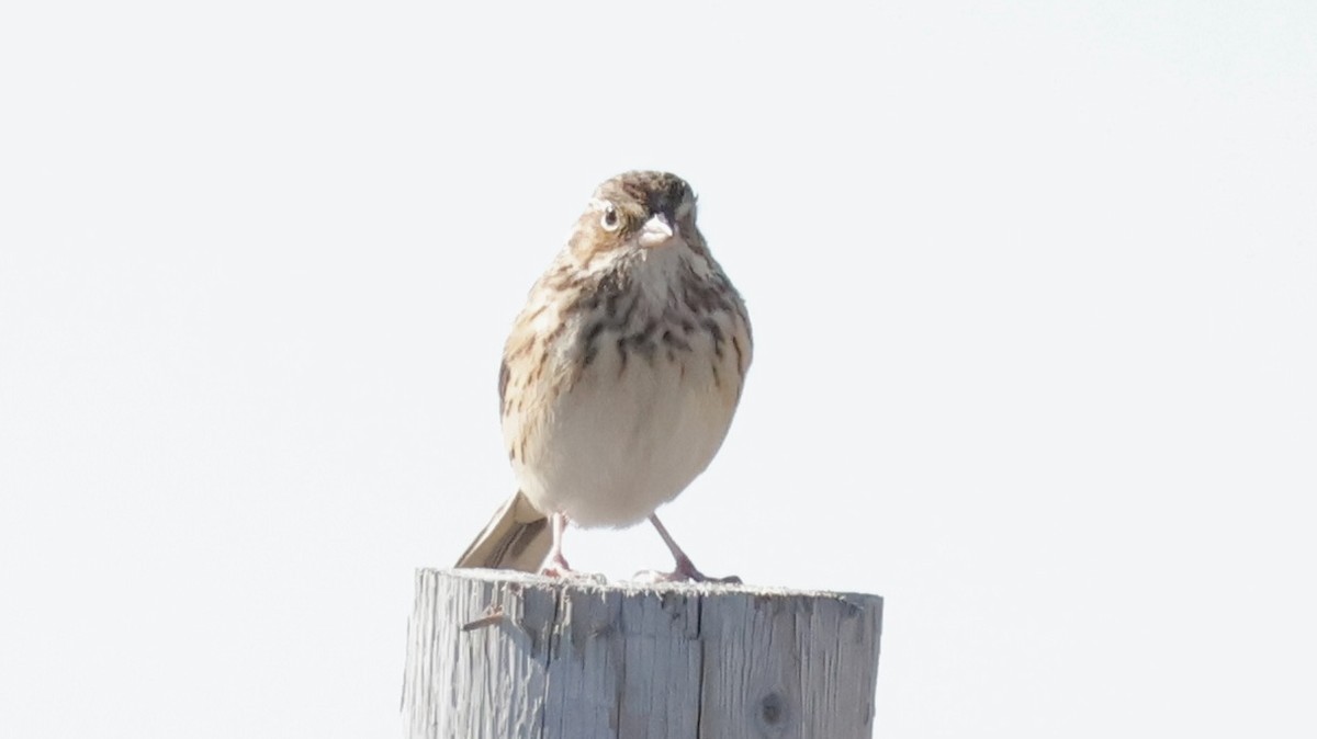 Vesper Sparrow - ML644161906