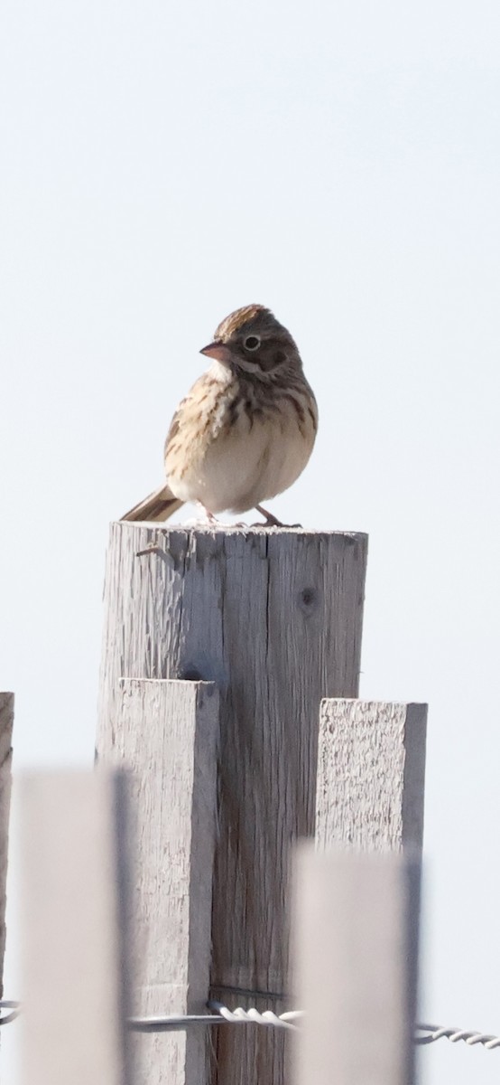 Vesper Sparrow - ML644161907
