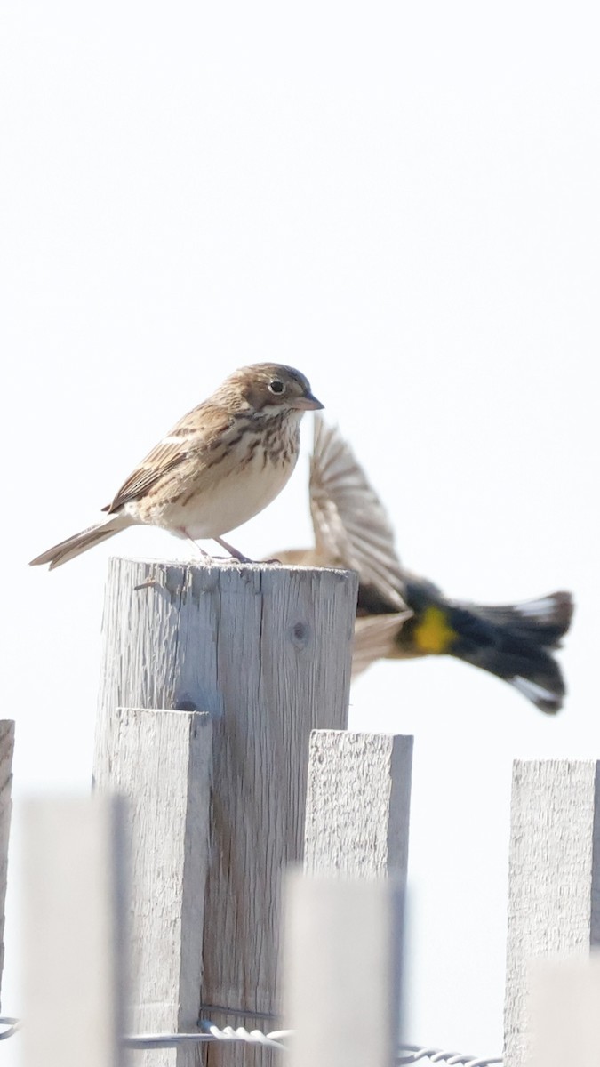 Vesper Sparrow - ML644161908