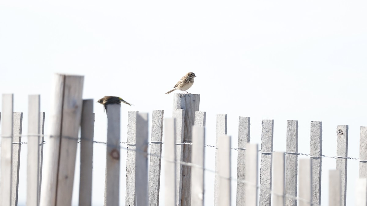 Vesper Sparrow - ML644161909