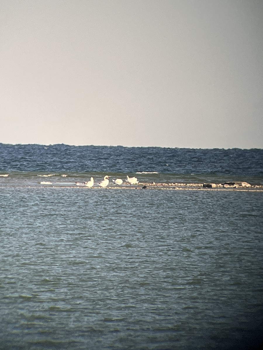 labuť velká - ML644161913