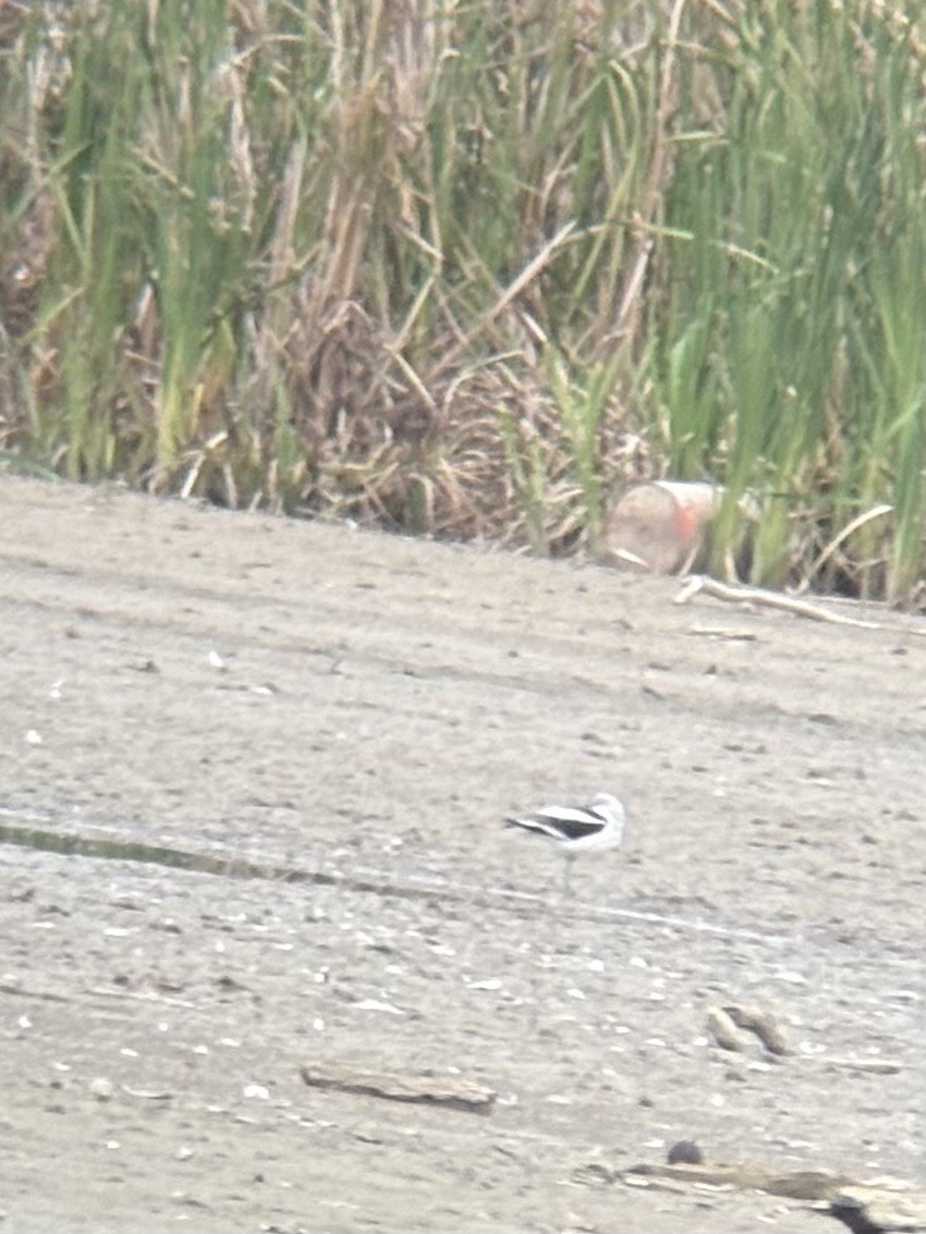 American Avocet - ML644161922