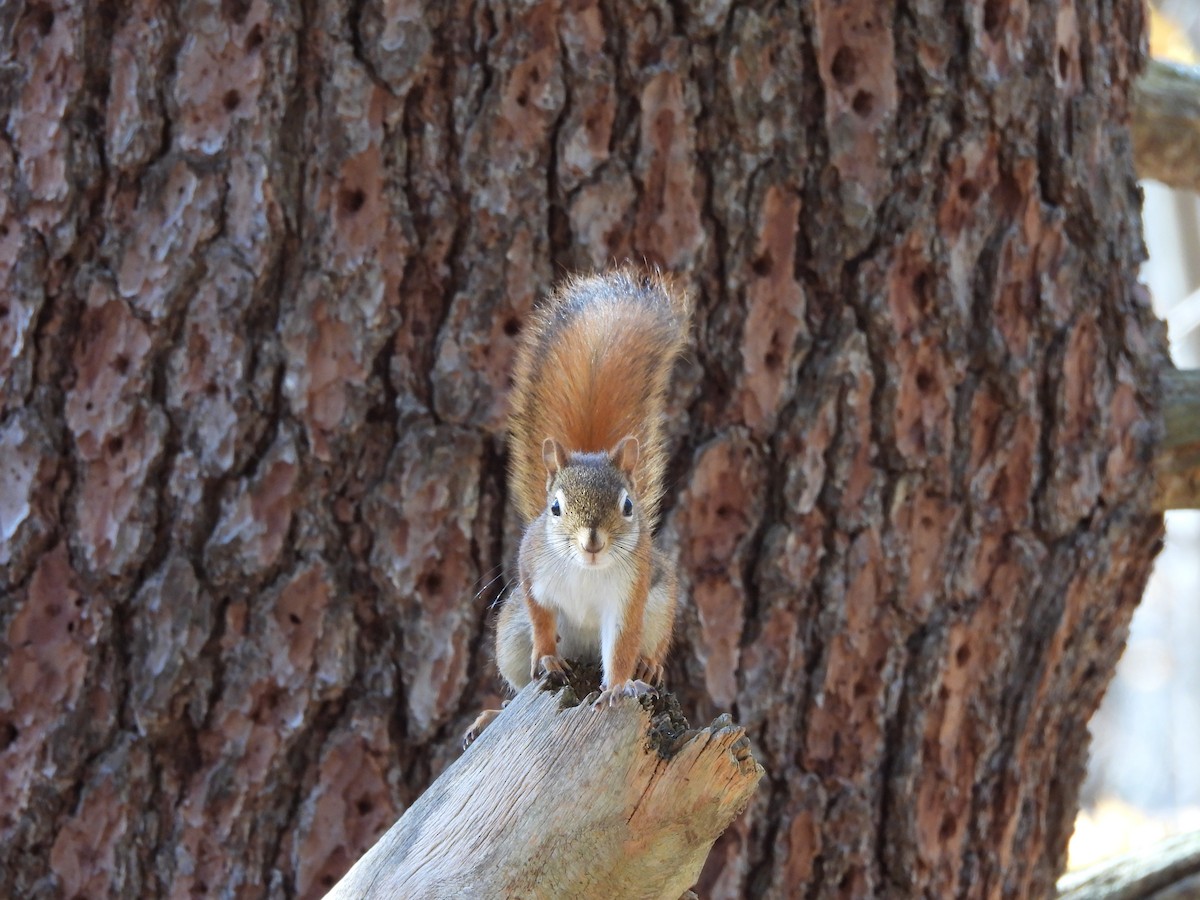 American Red Squirrel - ML644161941
