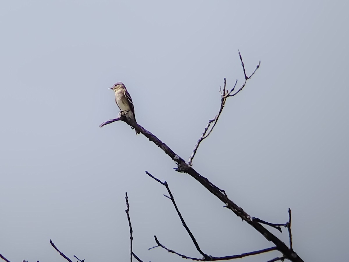 Western Wood-Pewee - ML644161942