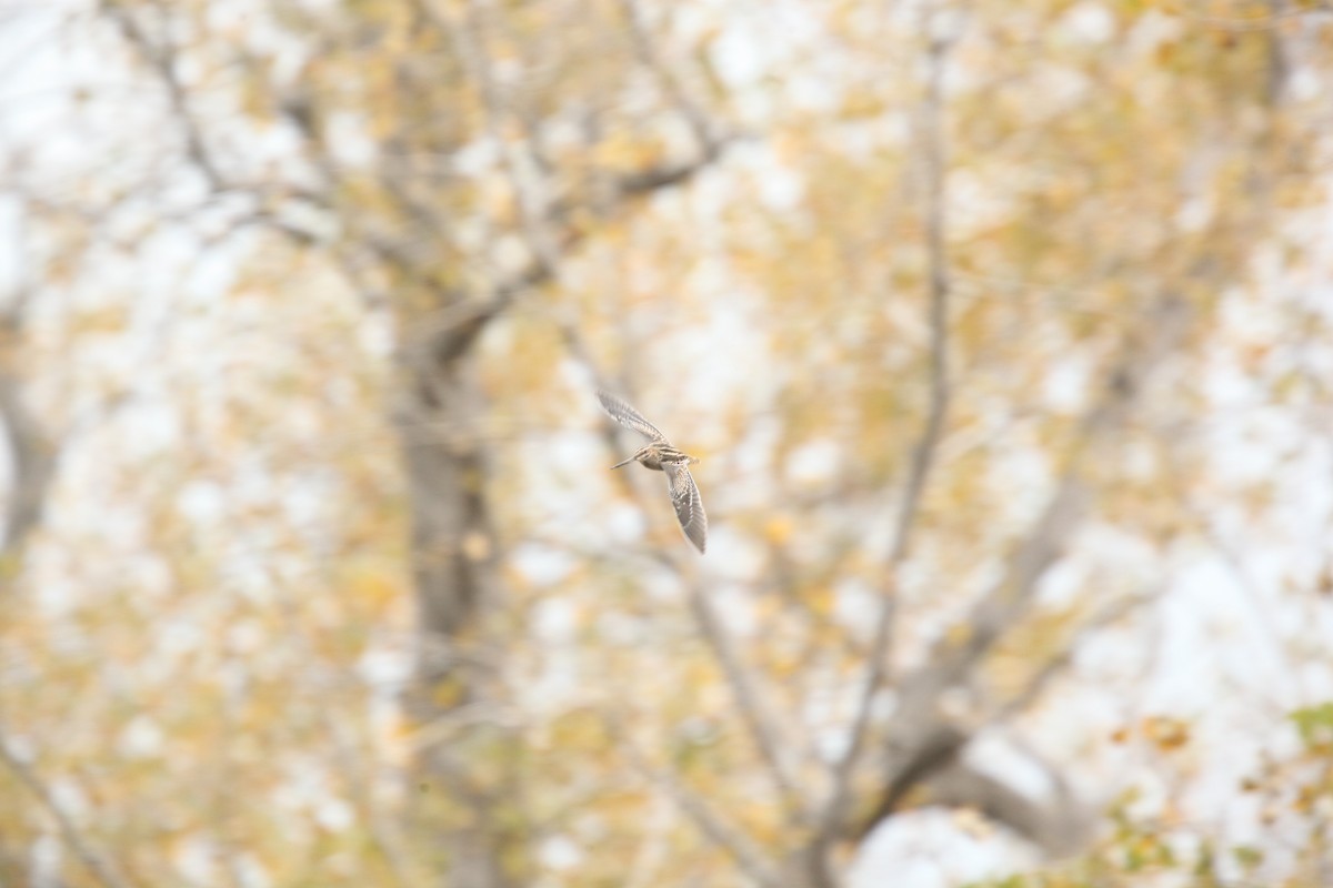 Wilson's Snipe - ML644161956
