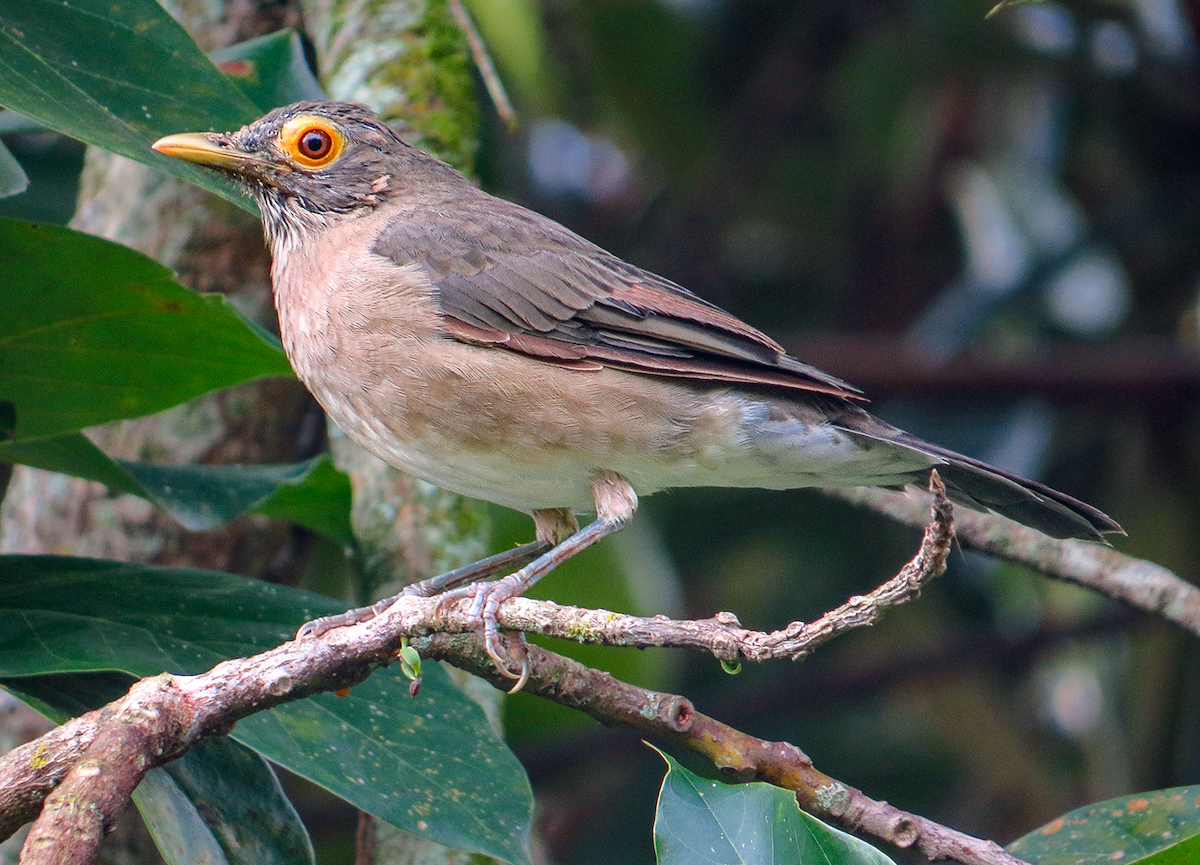 Spectacled Thrush - ML644161983