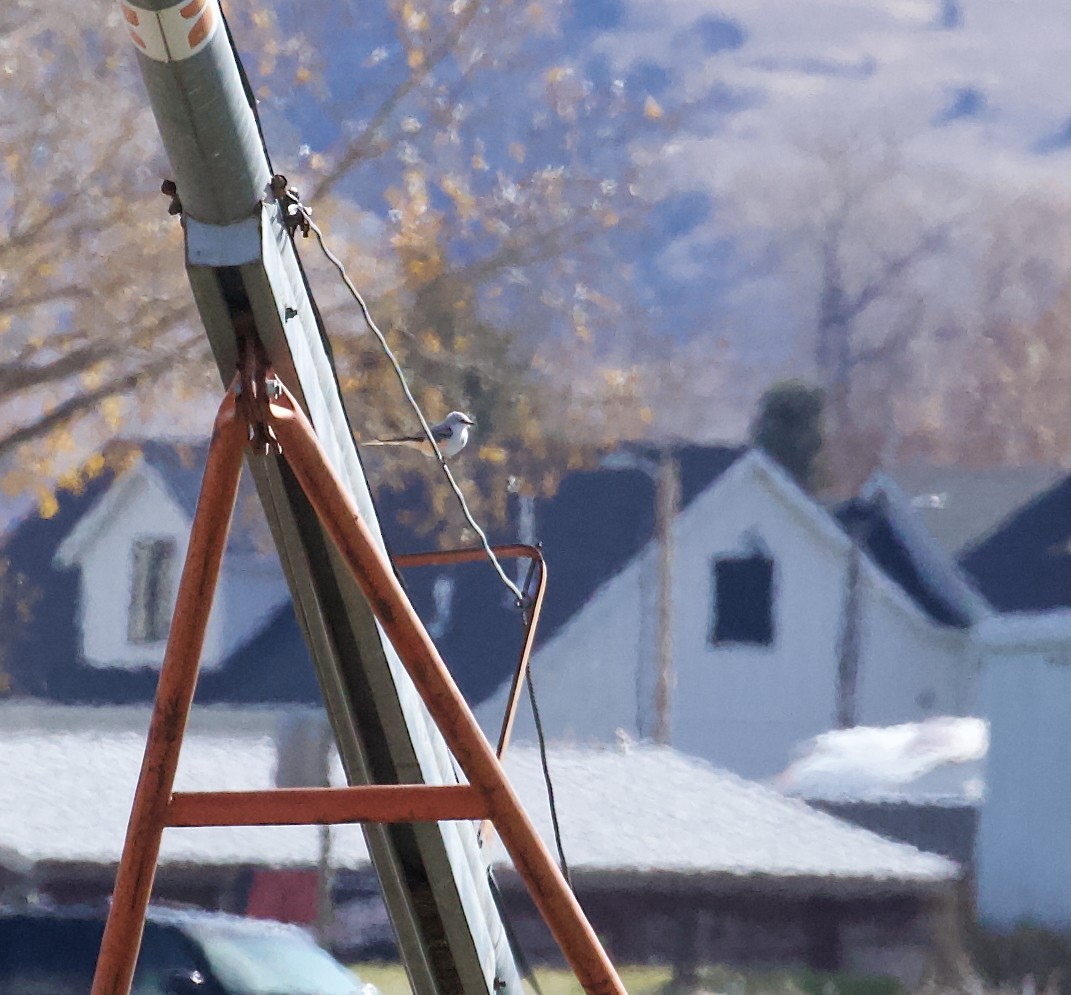Scissor-tailed Flycatcher - ML644161992