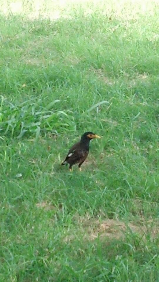 Common Myna - ML644162002
