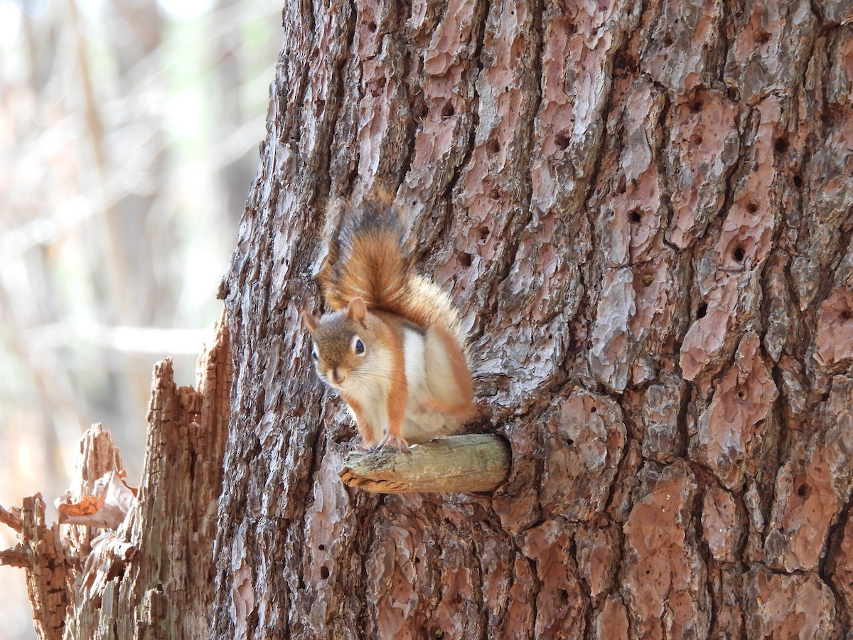 American Red Squirrel - ML644162006