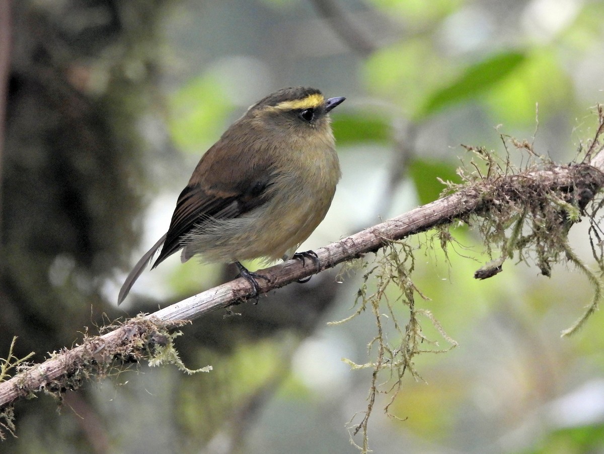 キバラヒタキタイランチョウ - ML644162026