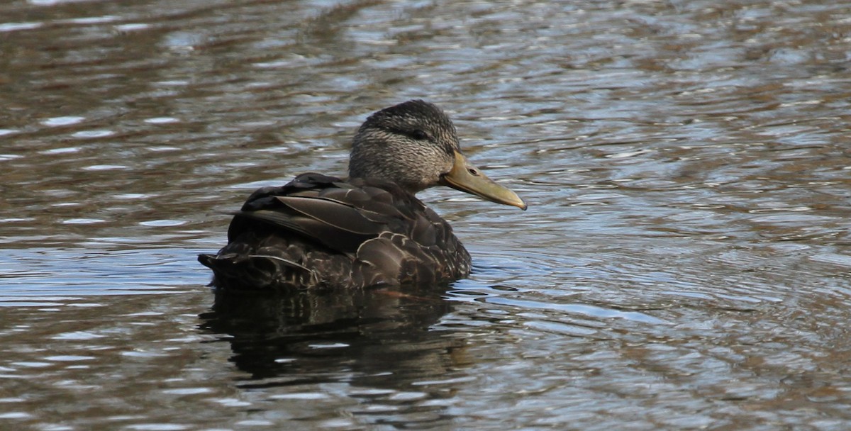 American Black Duck - ML644162034