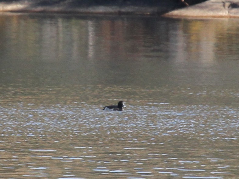 Гэзэгт шумбуур - ML644162040