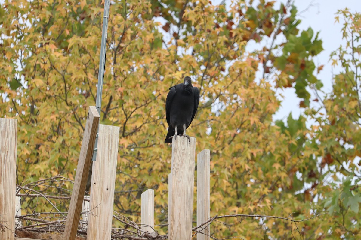 Black Vulture - ML644162073