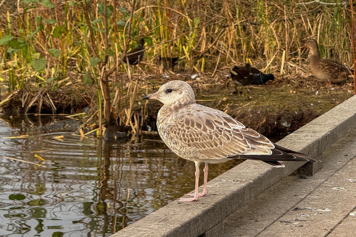 Gavina - ML644162103