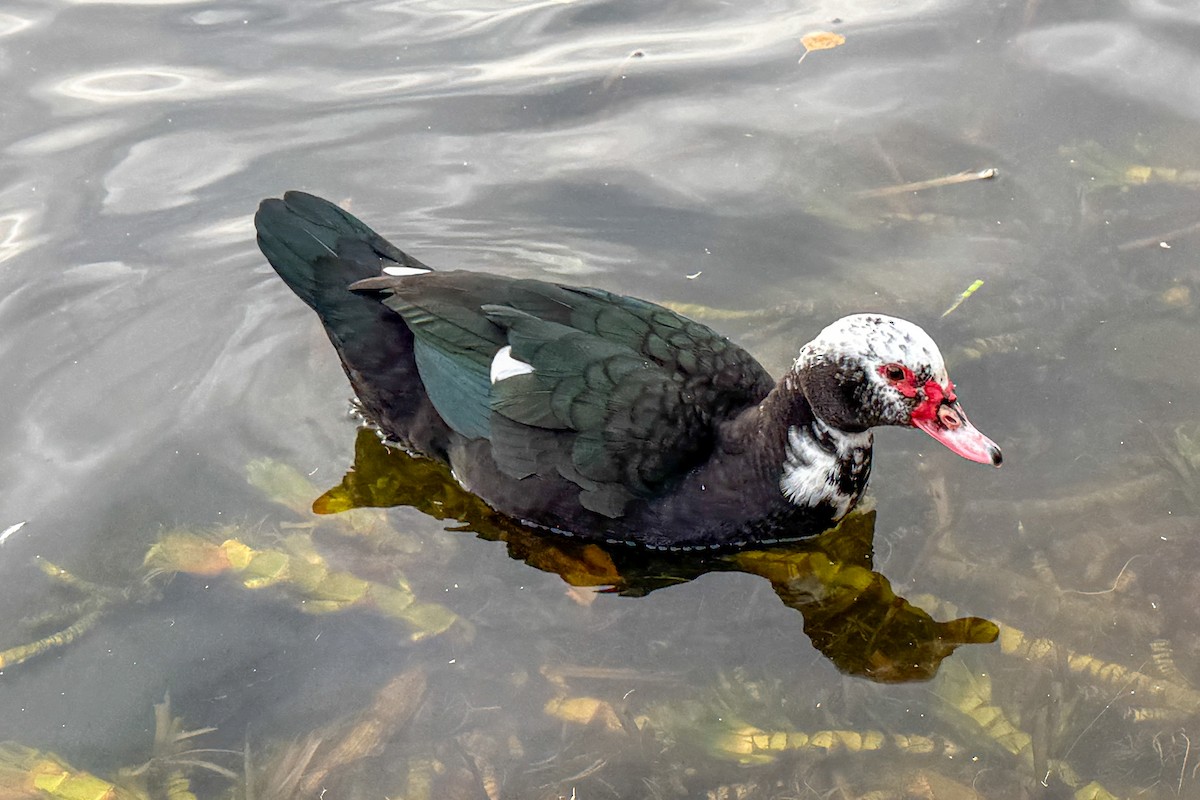 Anatra muta (domestica) - ML644162111