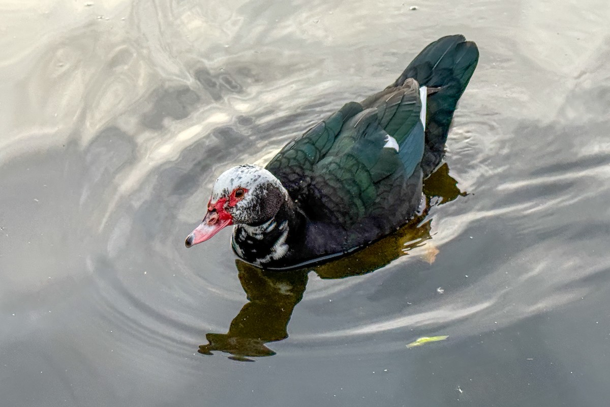 Anatra muta (domestica) - ML644162112