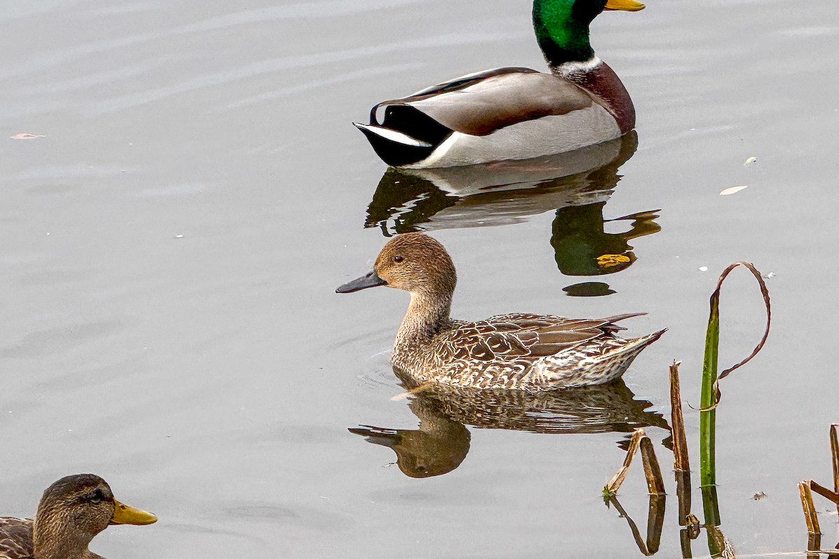 Codone - ML644162114