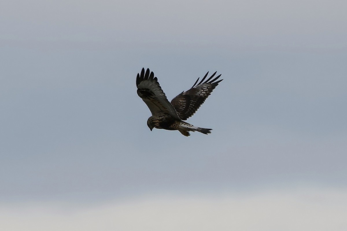 Buse pattue - ML644162136