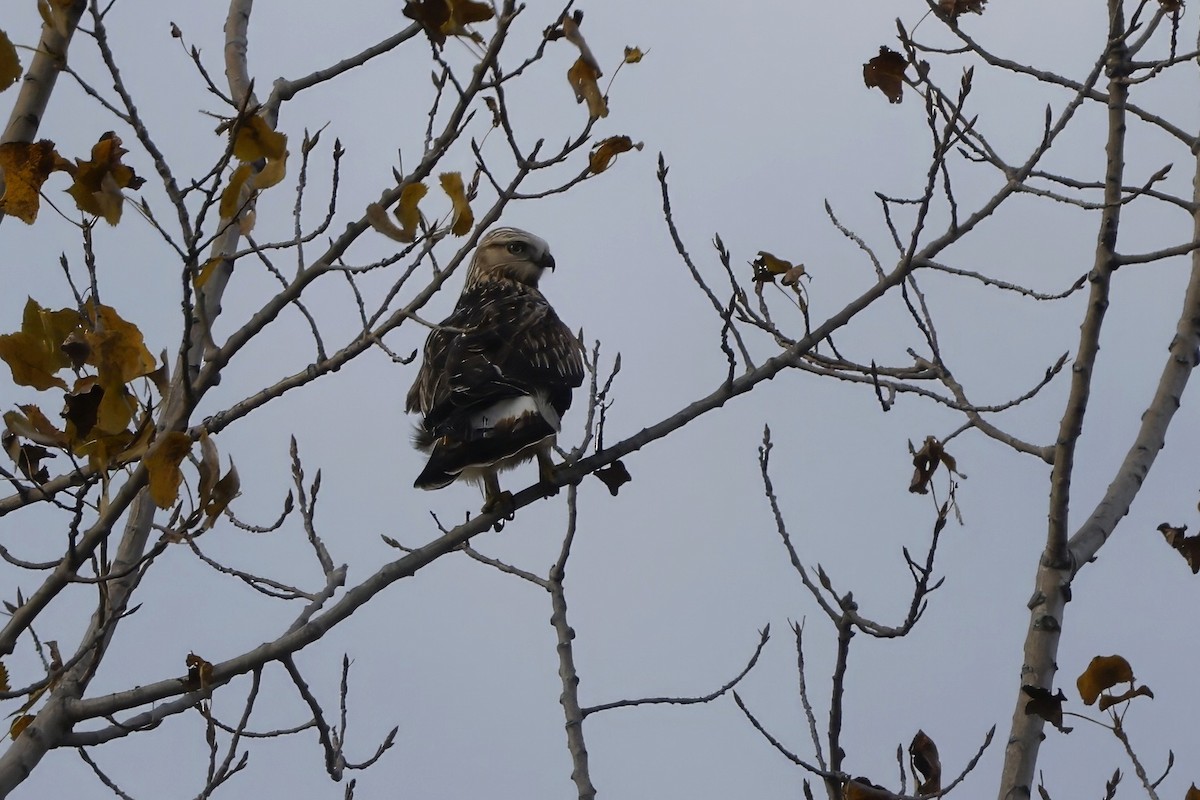 Buse pattue - ML644162150