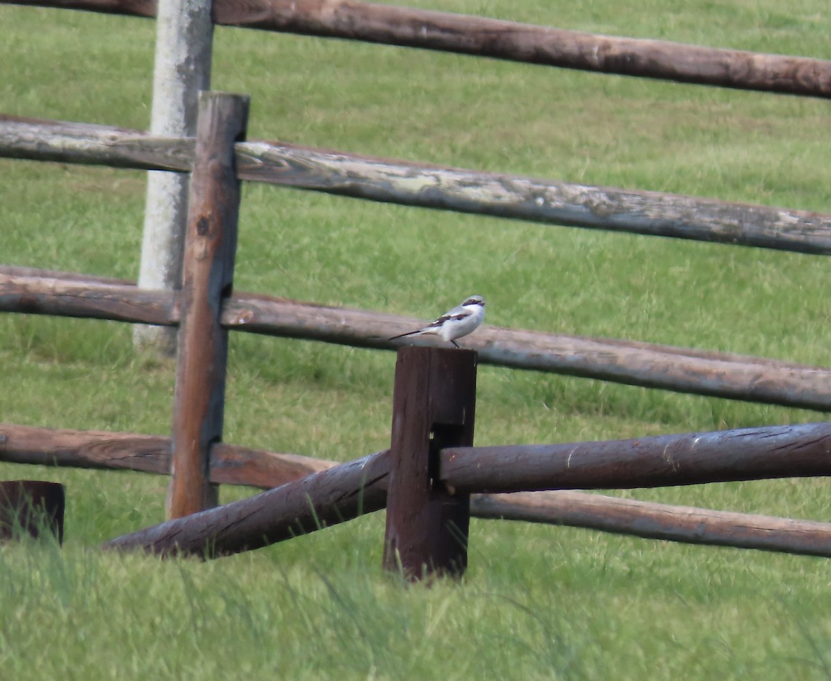Loggerhead Shrike - ML644162154